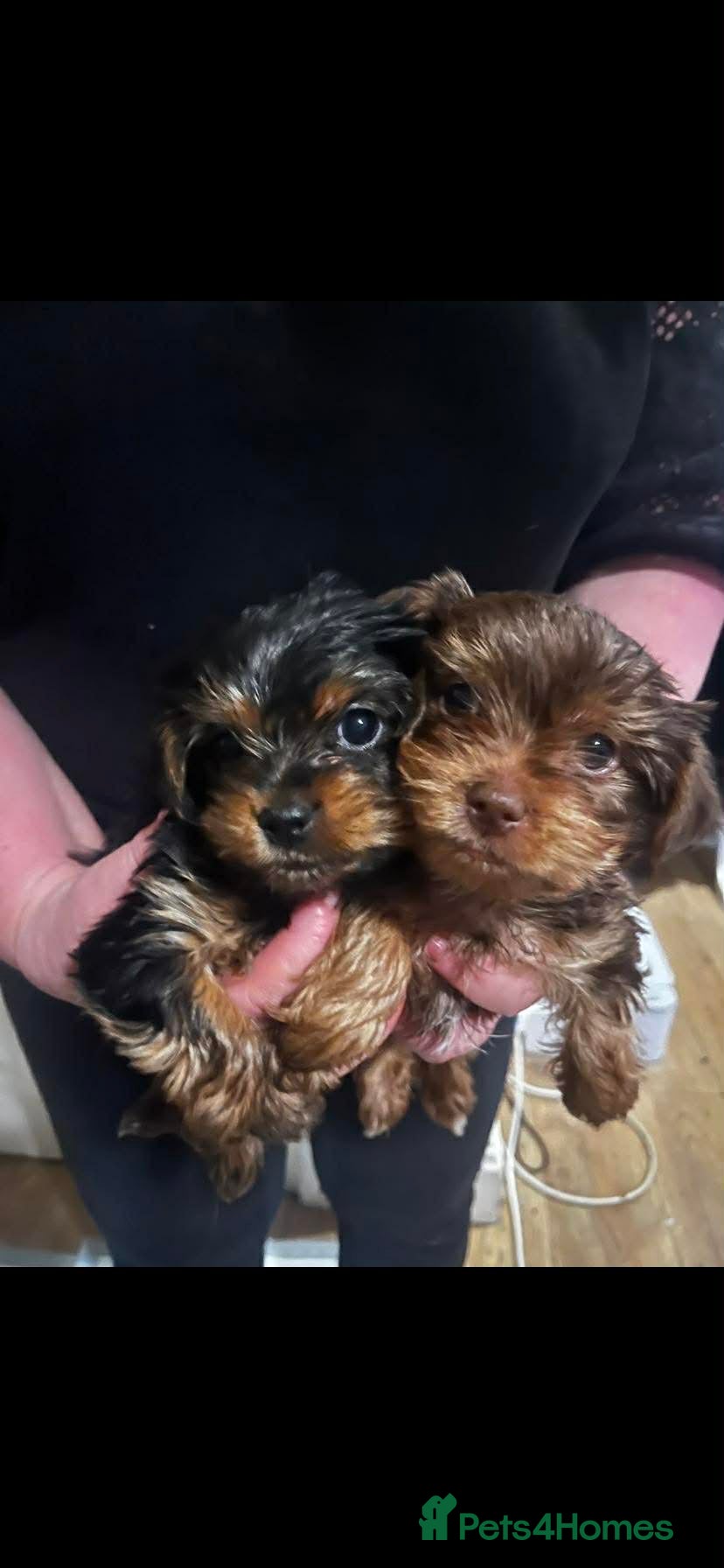 Yorkshire Terrier dogs yorkshire terrier puppies - Advert 1