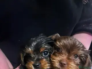 Yorkshire Terrier dogs yorkshire terrier puppies - Advert 1