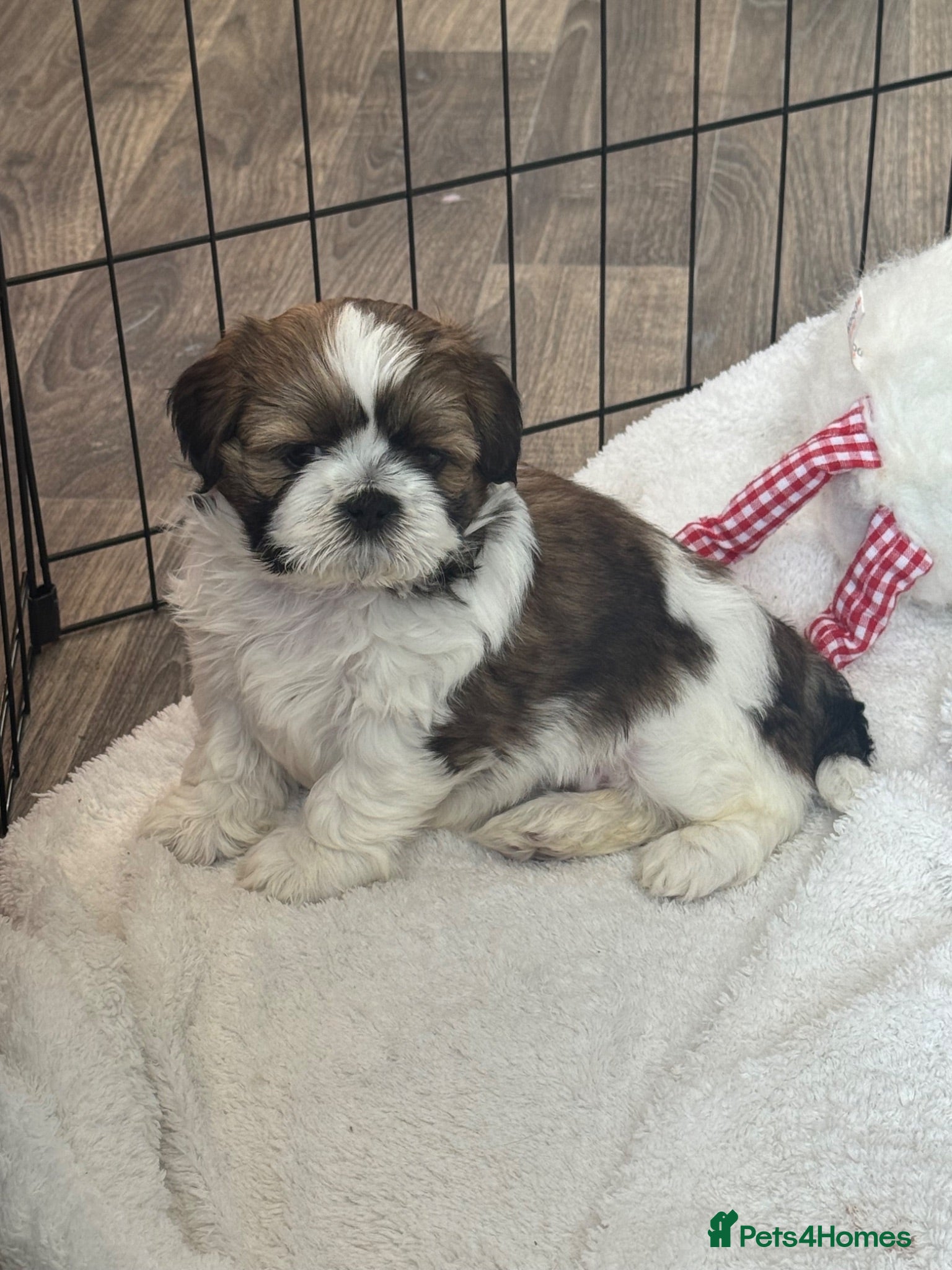 Shih Tzu dogs Shih Tzu Puppies - Advert 3