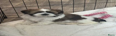 Shih Tzu 4 - Jessie