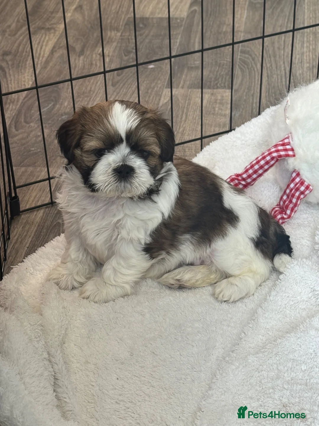 Shih Tzu dogs for sale: Shih Tzu Puppies - Advert 1