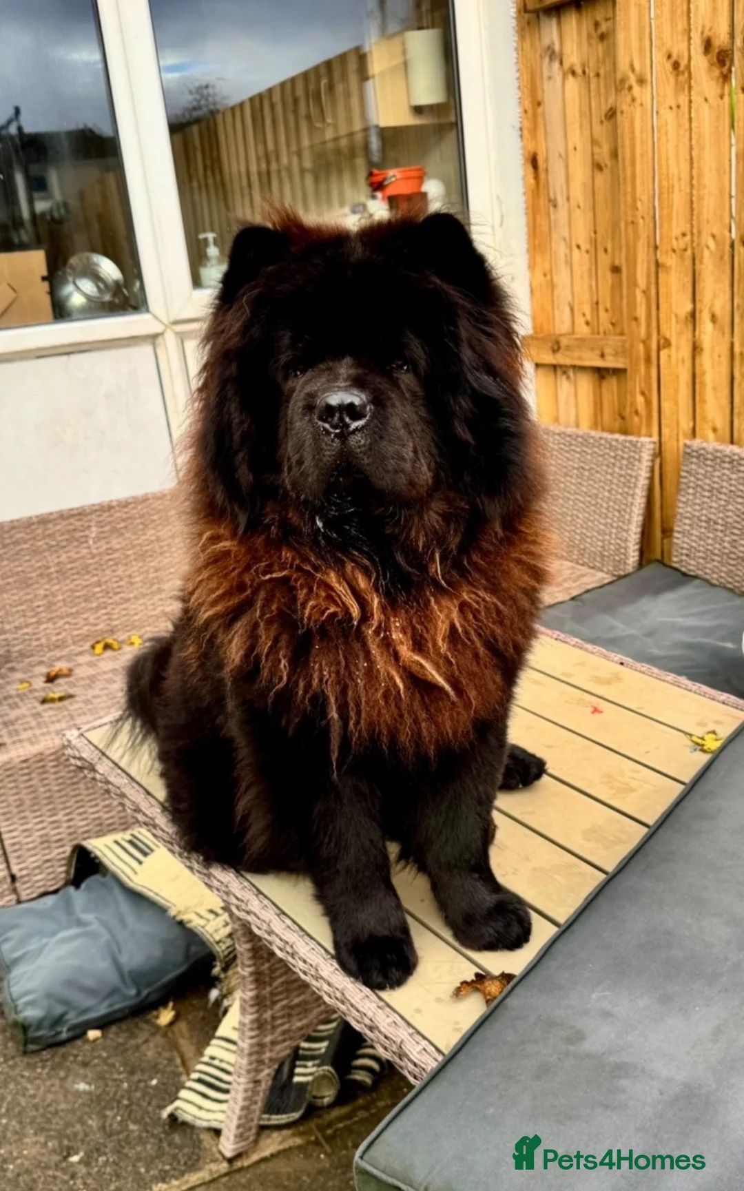 Chow Chow dogs for sale: male chow chow for rehoming  - Advert 2
