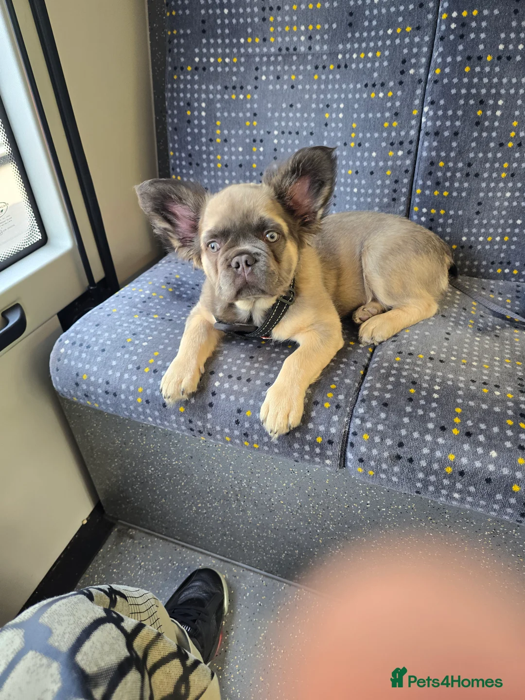 French Bulldog dogs for sale: Fluffy french bulldog in Manchester - Advert 4