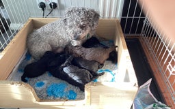 Mixed Breed dogs for sale: Poodle x - Advert 8