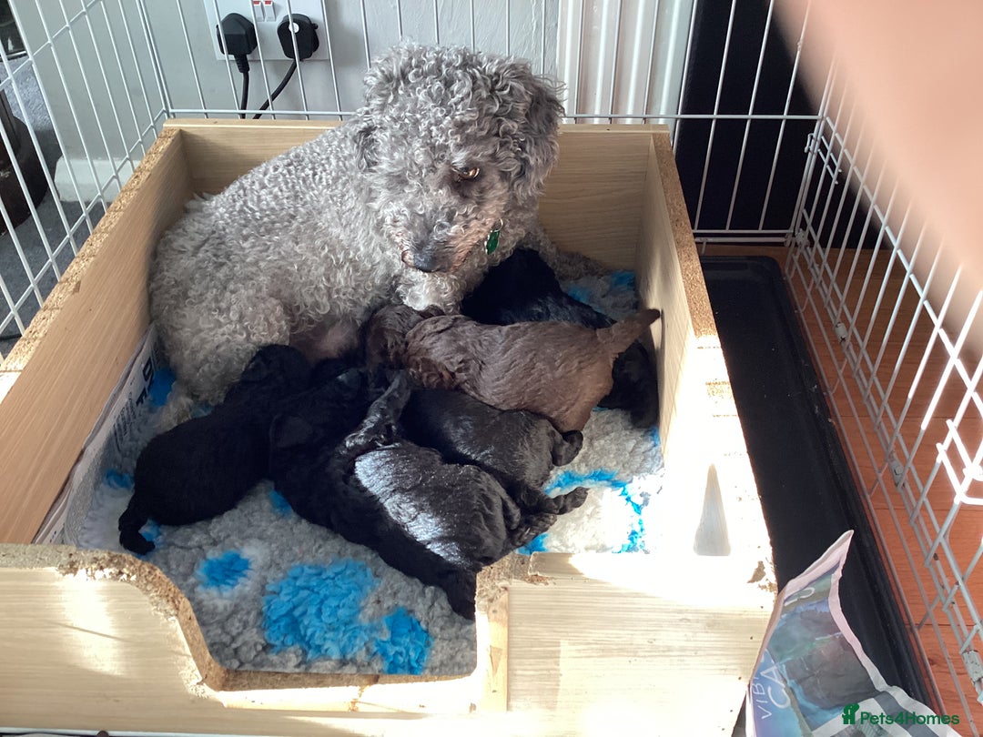 Mixed Breed dogs for sale: Poodle x - Advert 8