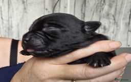 Staffordshire Bull Terrier dogs for sale: KC Registered Champions Bloodline Show Quality  - Image 4