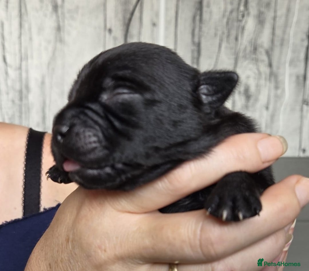 Staffordshire Bull Terrier dogs for sale: KC Registered Champions Bloodline Show Quality  - Image 4