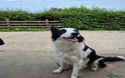 Border Collie dogs for sale: 1 Male left - Image 7