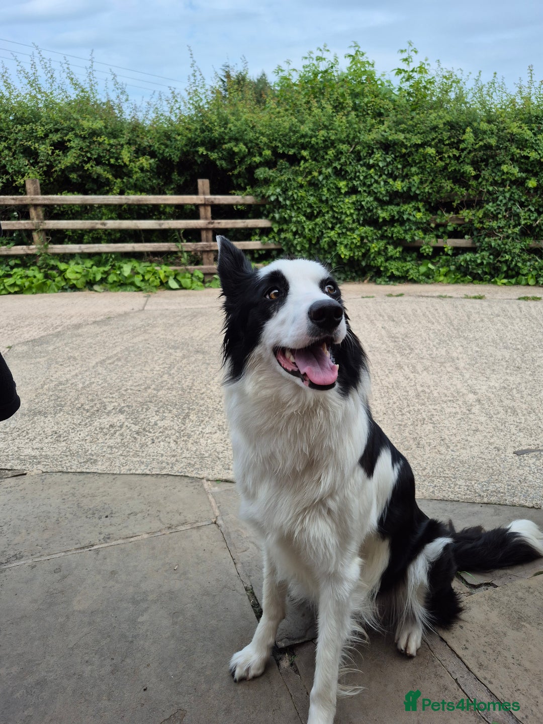 Border Collie dogs for sale: 1 Male left - Image 7