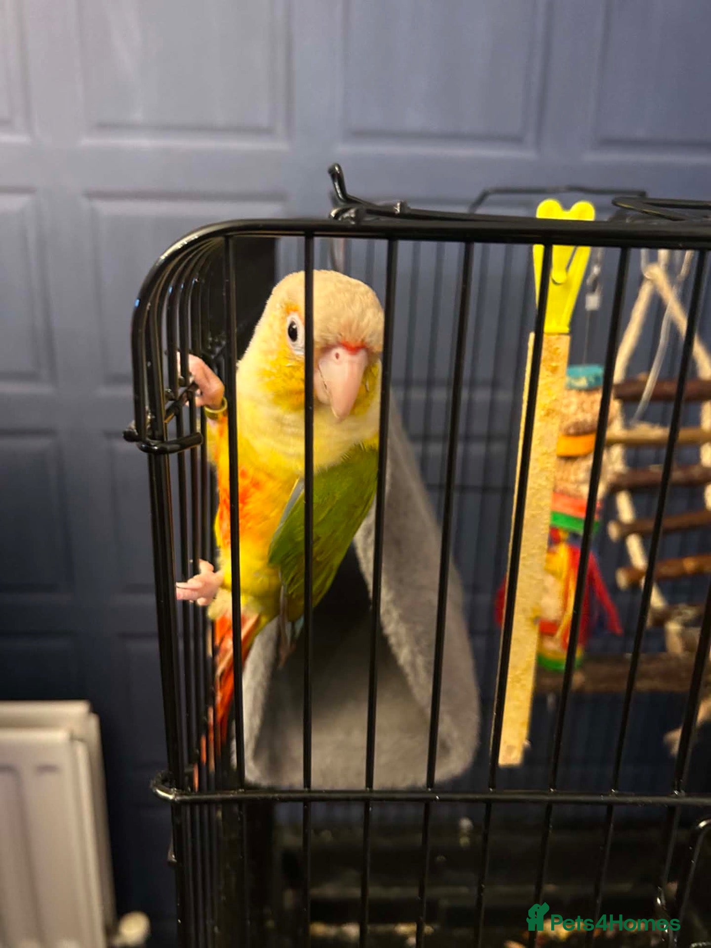 Conures birds Male pineapple conure  - Advert 1