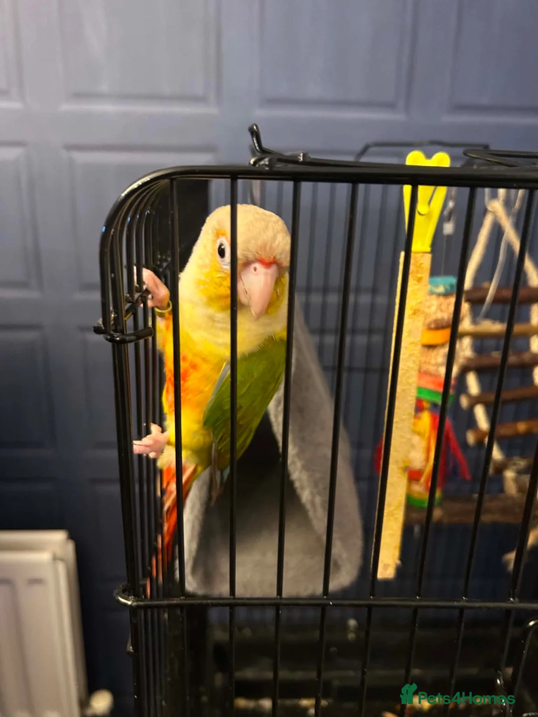 Conures birds for sale: Male pineapple conure  - Advert 1