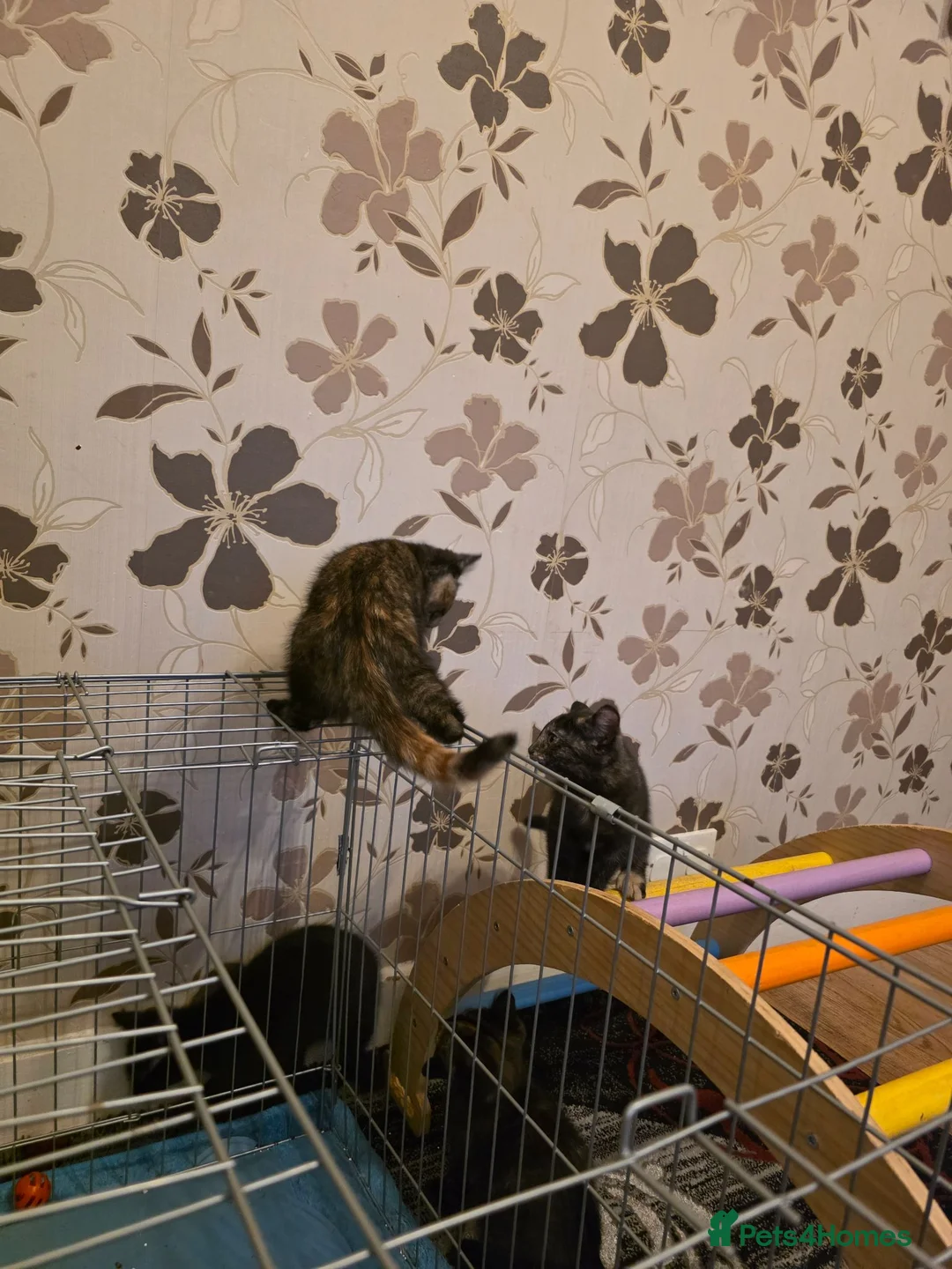 Mixed Breed cats for sale: Four Adorable and Feisty Kittens for Sale - Advert 1