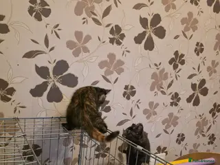 Mixed Breed cats Four Adorable and Feisty Kittens for Sale - Advert 2