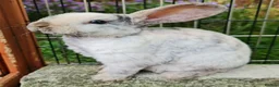 Mini Lop rabbits for sale: Mini lop plush x mini rex. 3 doe kits - Advert 5