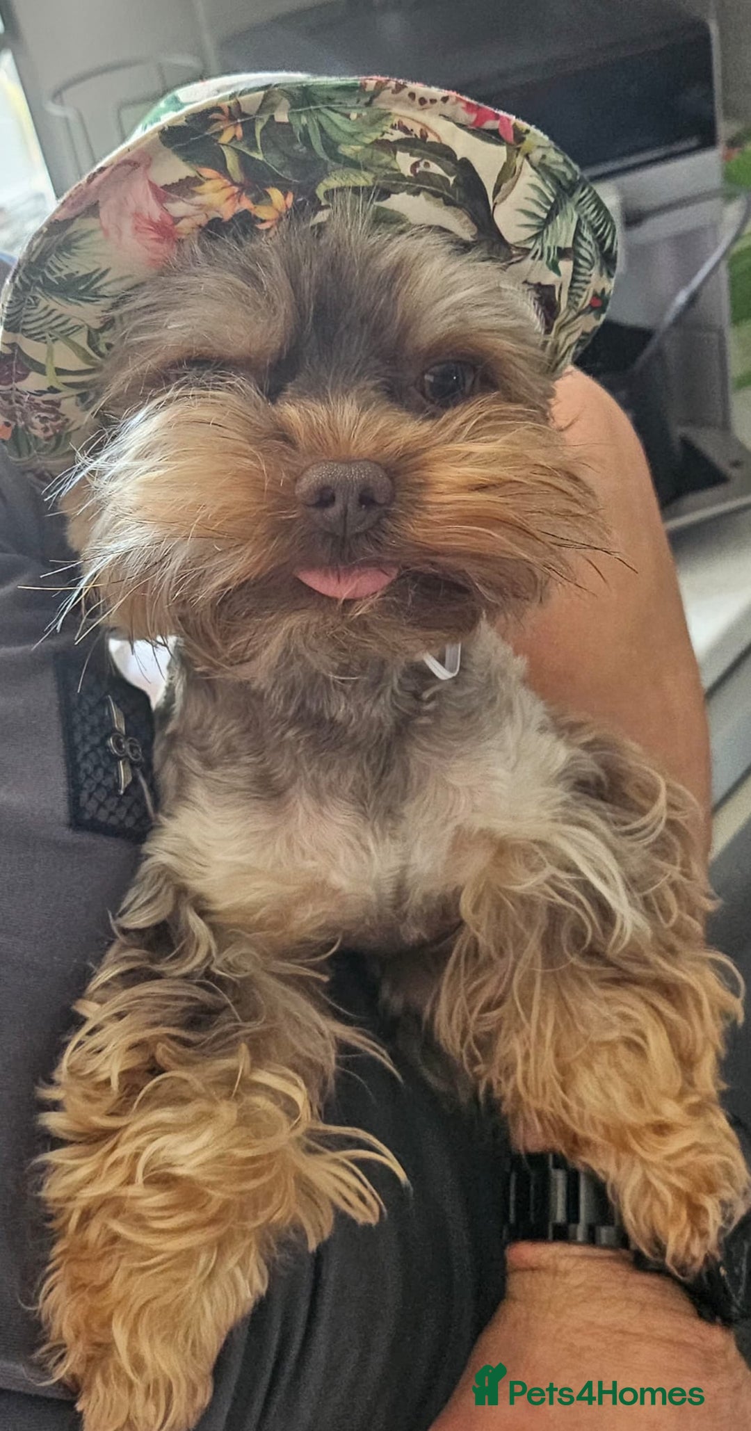 Yorkshire Terrier dogs for sale: Tiny miniature Yorkshire terriers - Advert 15