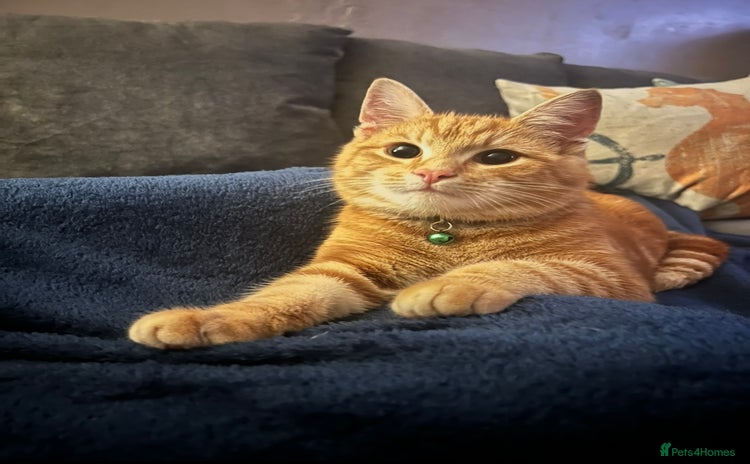 Mixed Breed cats - Advert 6