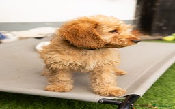 Cockapoo dogs for sale: Only two boys available  - Image 5