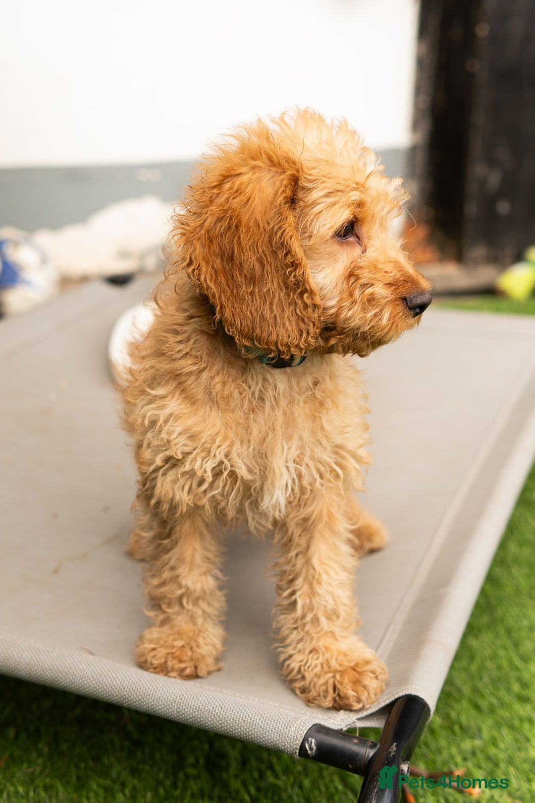 Cockapoo dogs for sale: Only two boys available  - Image 5