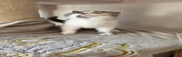 British Shorthair cats for sale: Blue tortie and white British Shorthair - Advert 5