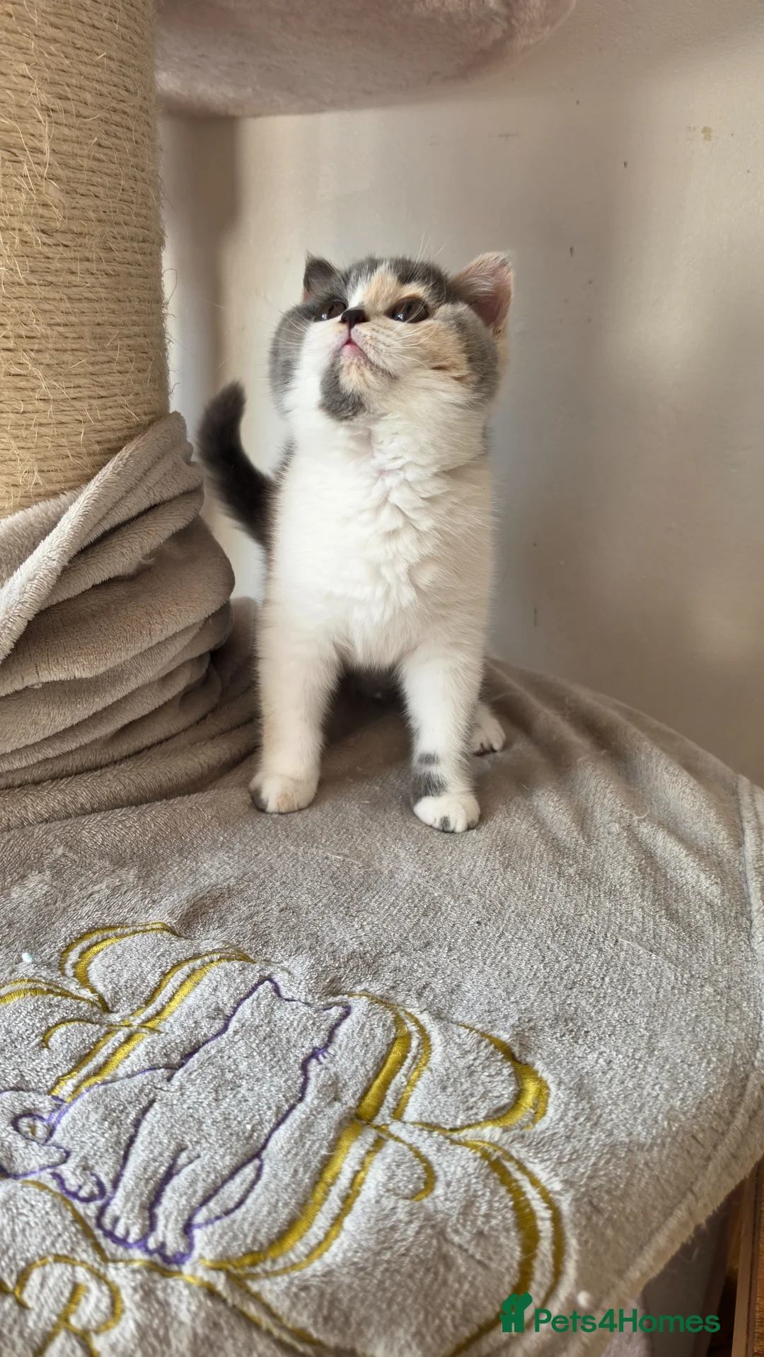 British Shorthair cats for sale: Blue tortie and white British Shorthair - Advert 5