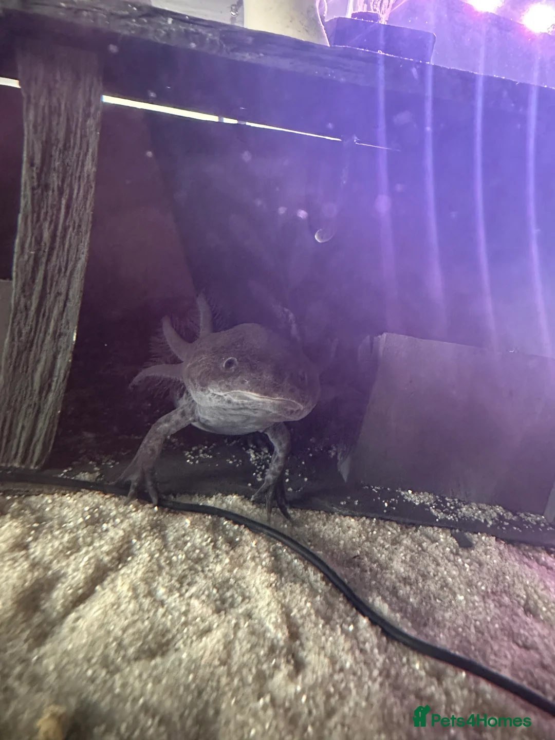 Axolotl reptiles for sale: 4 axolotl’s  - Advert 1