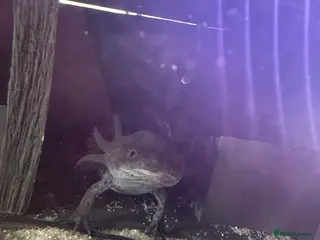 Axolotl reptiles 4 axolotl’s - Advert 1