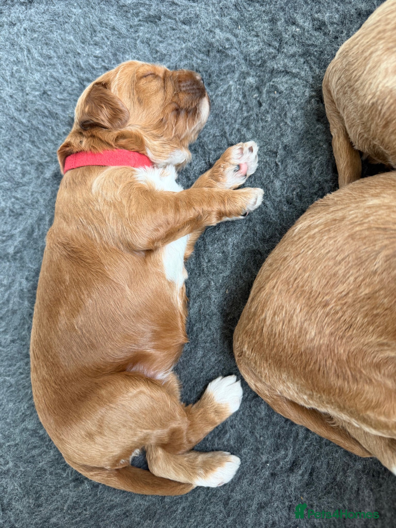 Australian Labradoodle dogs Arrival 100% Pure bred Australian Labradoodle  - Advert 2