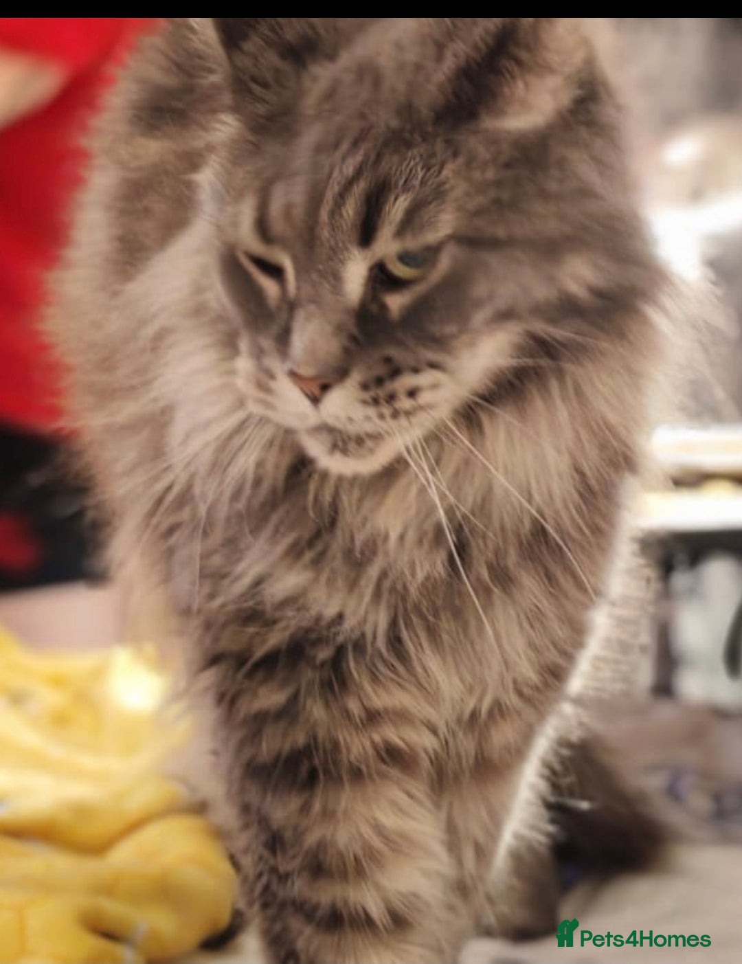 Maine Coon cats 9 yrs old Mainecoon full pedigree  - Advert 1