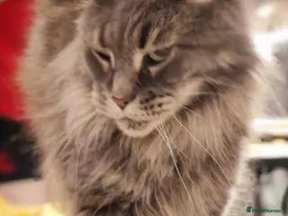 Maine Coon cats 9 yrs old Mainecoon full pedigree - Advert 2