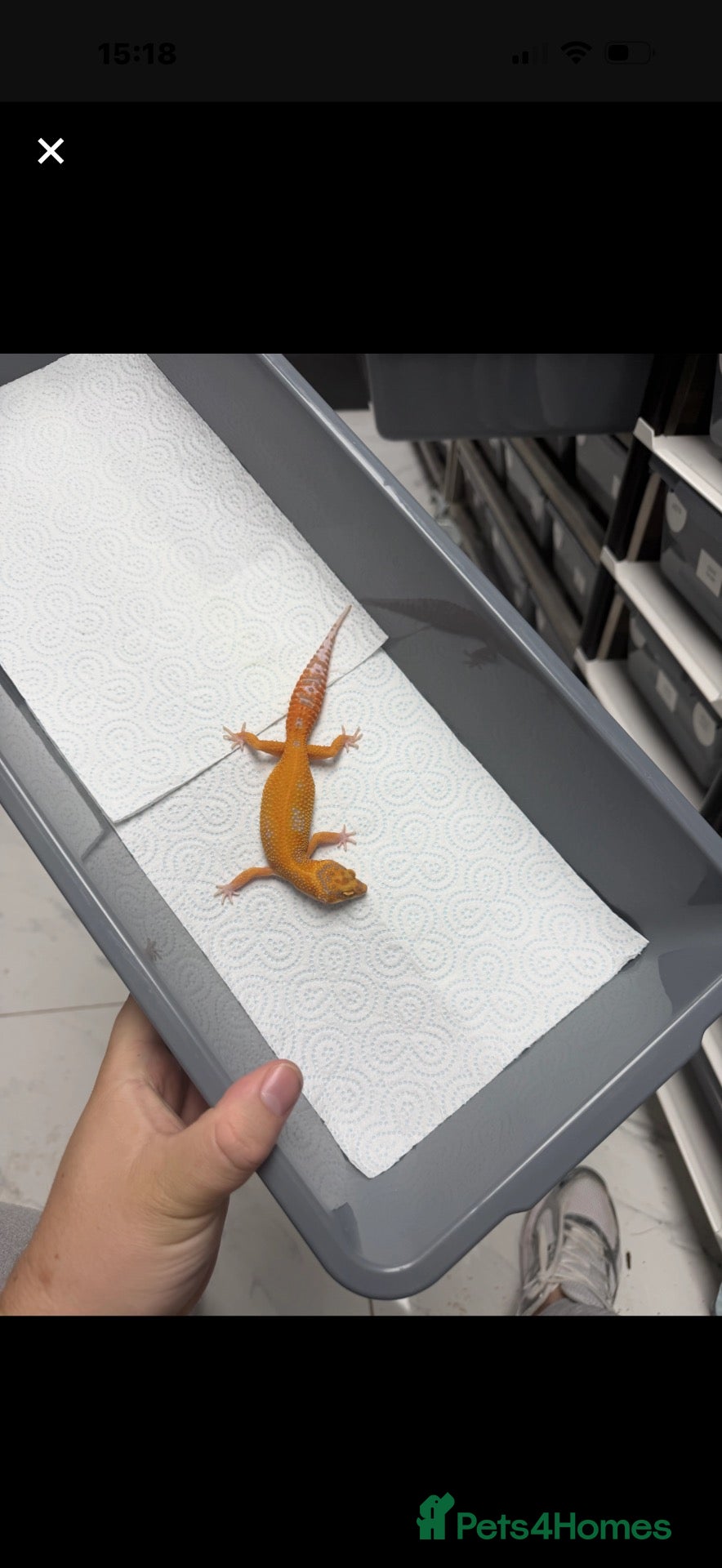 Gecko reptiles for sale: 6 Tangerine Trempers For Sale - Advert 2