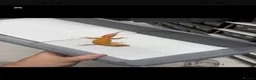 Gecko reptiles for sale: 6 Tangerine Trempers For Sale - Advert 2