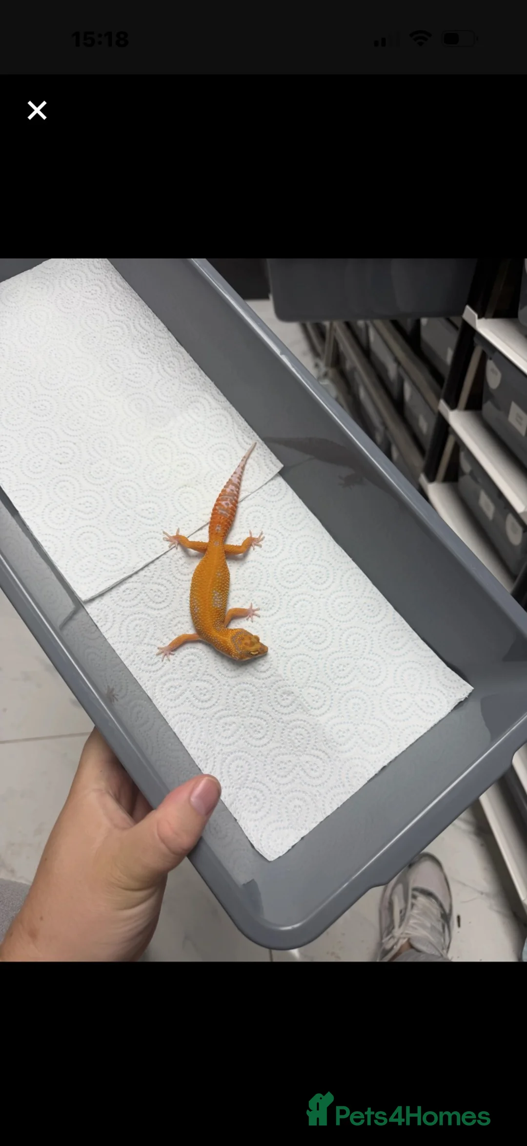 Gecko reptiles for sale: 6 Tangerine Trempers For Sale - Advert 2
