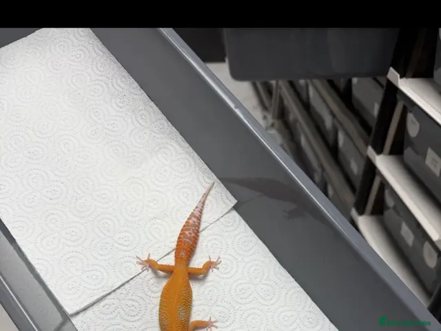 Gecko reptiles for sale: 6 Tangerine Trempers For Sale - Advert 2