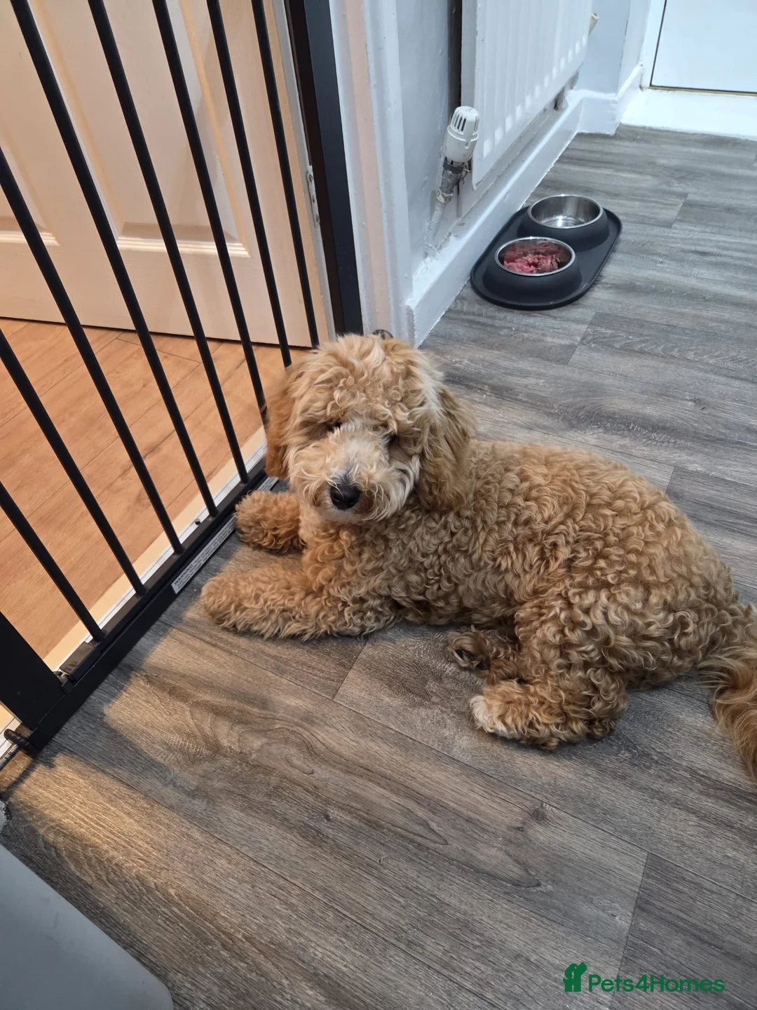 Cockapoo dogs for sale: Cocapoo 9 months old - Advert 2