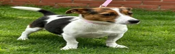 Jack Russell dogs for sale: Miniature Jack Russell puppies in Darwen - Advert 15