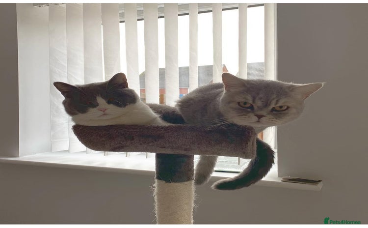 British Shorthair cats - Advert 9