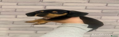 Miniature Dachshund Puppy 1