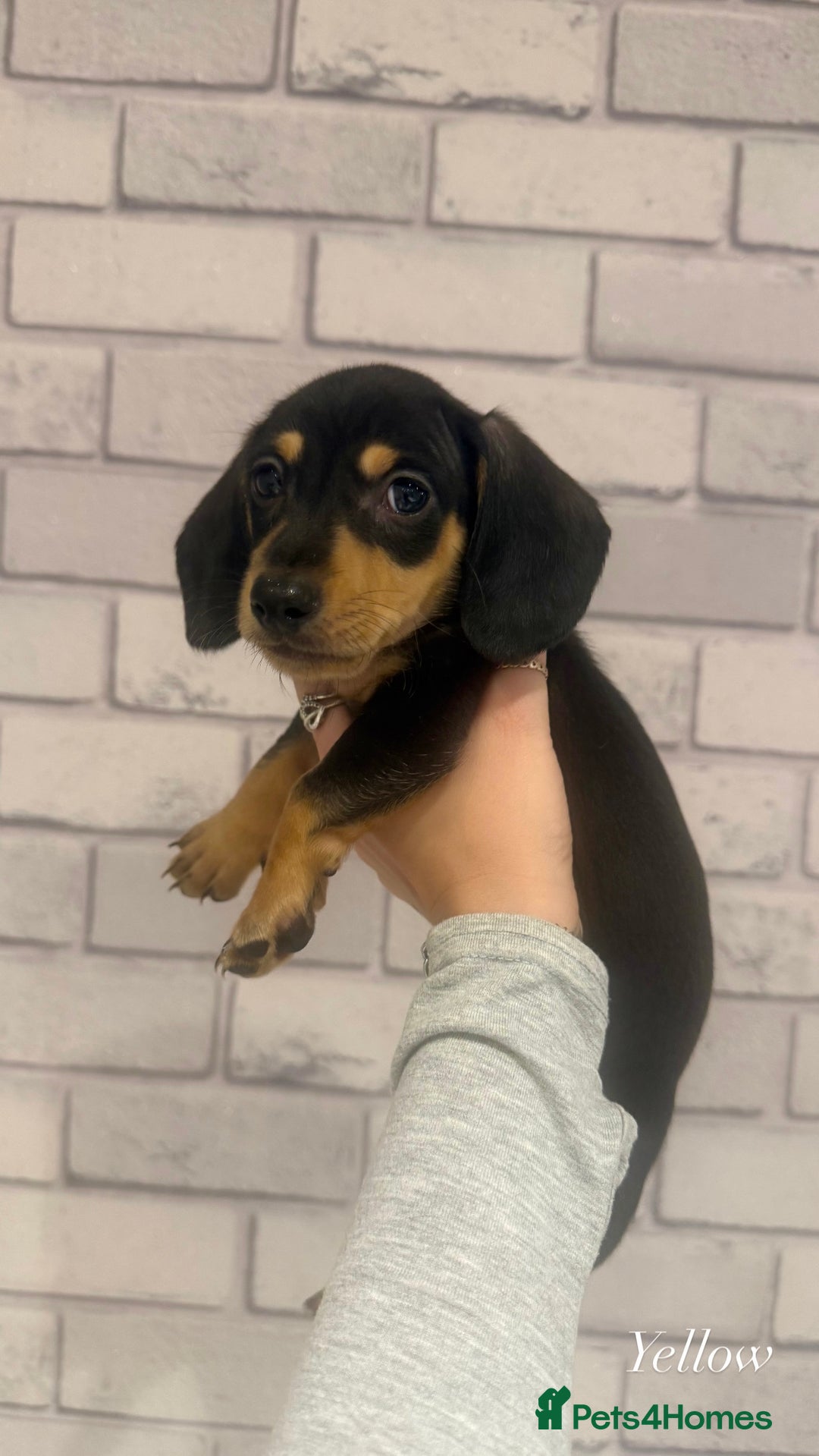 Miniature Dachshund dogs for sale: Miniature dachshunds  - Advert 4