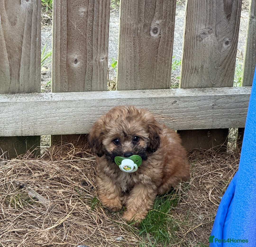 Shihpoo dogs for sale: 5 month old Rosie  - Image 2