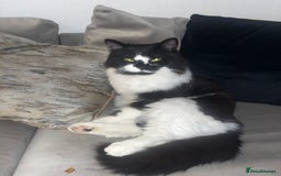 Ragdoll cats for sale: Mimi ragdoll cross  - Advert 3