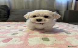 Maltese dogs for sale: Maltese puppies - Image 8