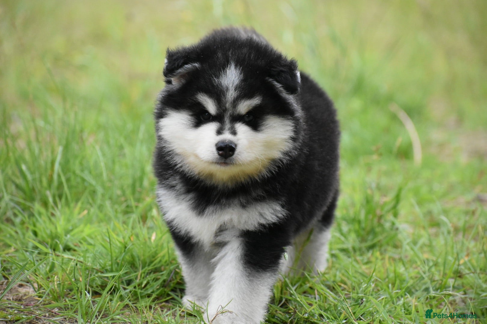 Pomsky dogs Genuine Pomsky puppies from health tested parents - Advert 2