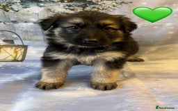 German Shepherd dogs for sale: KC White & Black&Tan German Shepherd Females!👀🏡 - Advert 5