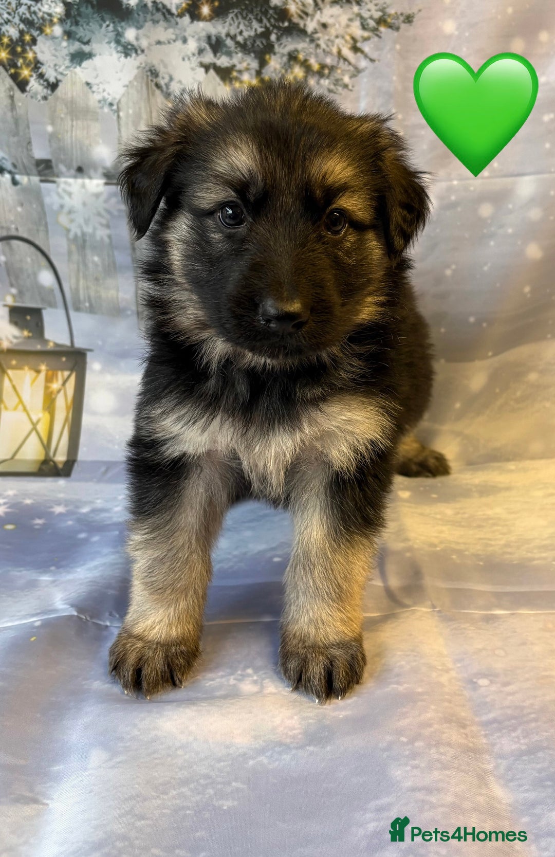 German Shepherd dogs for sale: KC White & Black&Tan German Shepherd Females!👀🏡 - Advert 5