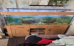 Koi Carp fish for sale: Fish tank and fish - Advert 2