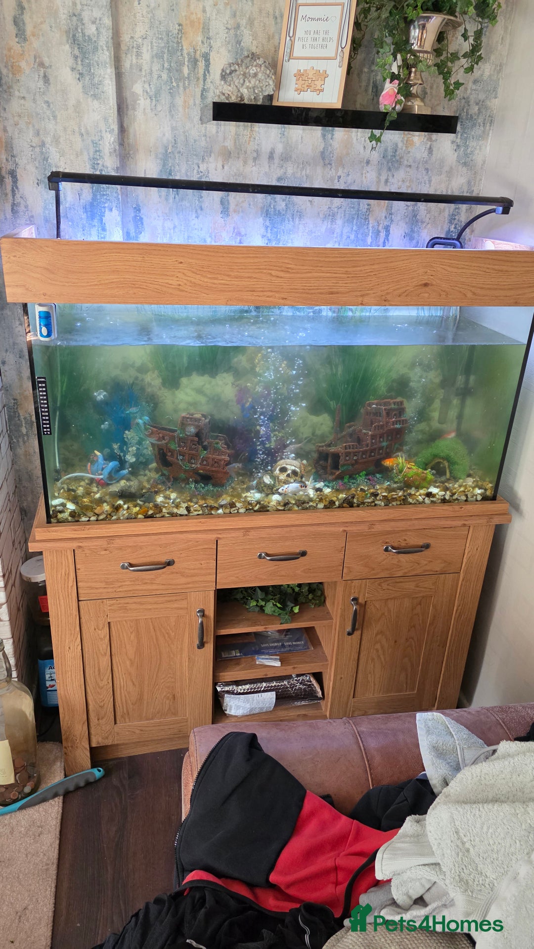 Koi Carp fish for sale: Fish tank and fish - Advert 2