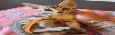 Orange silver bengal