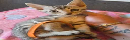 Bengal cats for sale: Bengal charcoal silver kittens from snow lynx mum - Advert 6