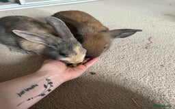 English Lop rabbits for sale: Two bonded neutered male rabbits  - Image 8