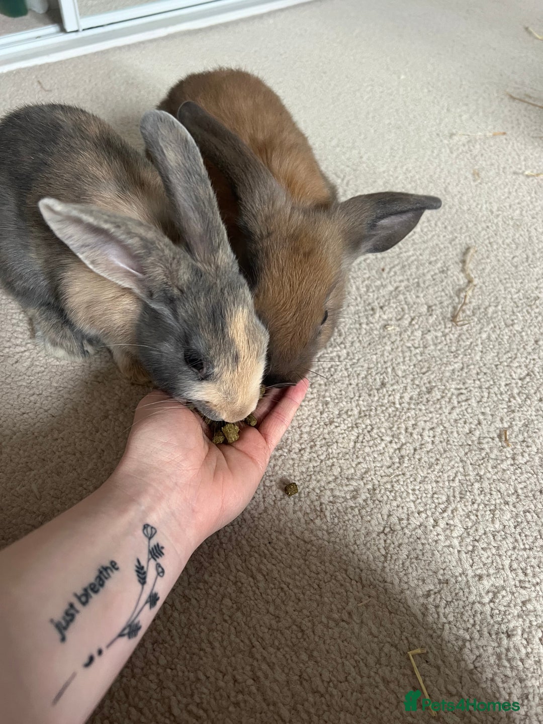English Lop rabbits for sale: Two bonded neutered male rabbits  - Image 8